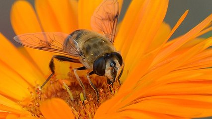冠生园蜂蜜加盟条件