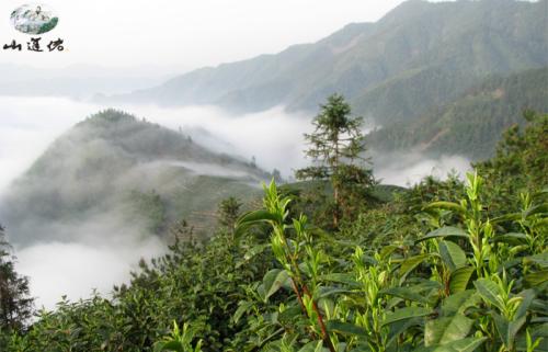 山蓬佬加盟条件